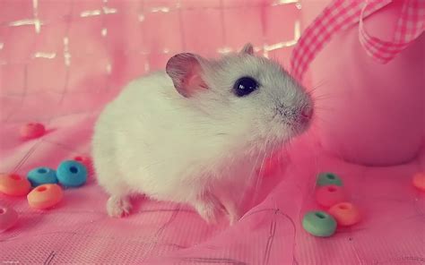 Cute Hamster Kawaii Hamster Hd Wallpaper Pxfuel