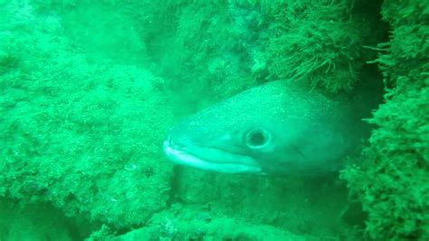 The Feeding Of One Of The Largest Conger Eels Youtube