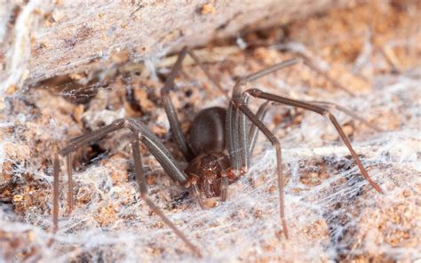 Brown Recluse Spider Control Omnis Pest Control