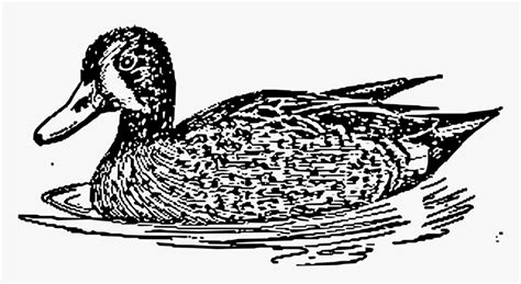 Transparent Mallard Duck Clipart Black And White Duck With Water