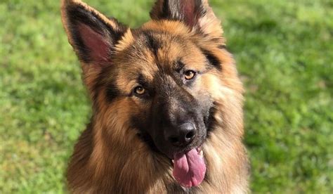 German Shepherd Dog Guide Exercise Needs Stories And Tips Borrowmydoggy