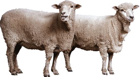Sheep Clip Art Sheep Png Image Png Download 30001651 Free