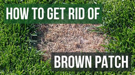 How To Get Rid Of Brown Patch 4 Easy Steps Youtube