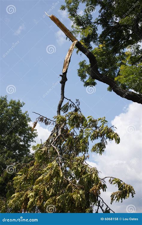 Broken Tree Limb Royalty Free Stock Photos Image 6068158