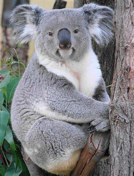 Female Koalas Years 455×600 Koala Animales