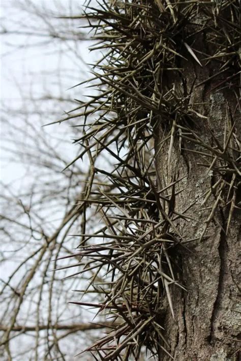 Are Locust Tree Thorns Poisonous Reveal The Truth