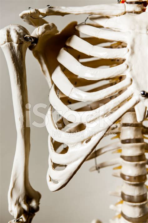The rib cage is formed by the sternum, costal cartilage, ribs, and the bodies of the thoracic vertebrae. Anatomical Skeleton Rib Cage Stock Photos - FreeImages.com