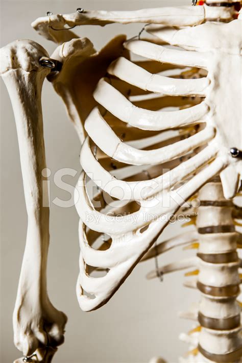 Последние твиты от rib cage (@officialribcage). Anatomical Skeleton Rib Cage Stock Photos - FreeImages.com