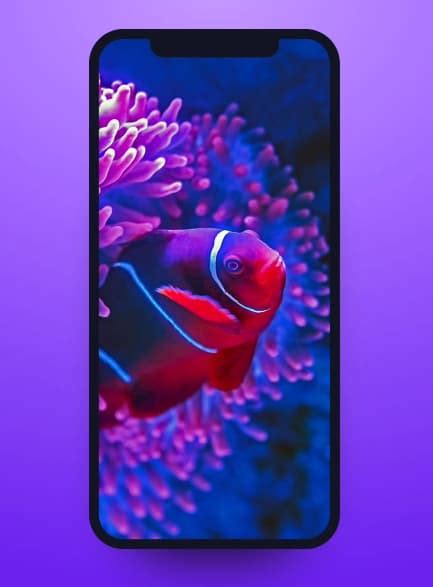 Free Cool Iphone X And Xs Mockup Psdxd Titanui
