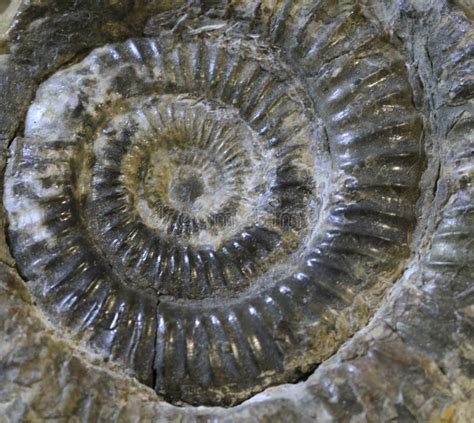 Ammonite Fossil Texture Stock Image Image Of Detail