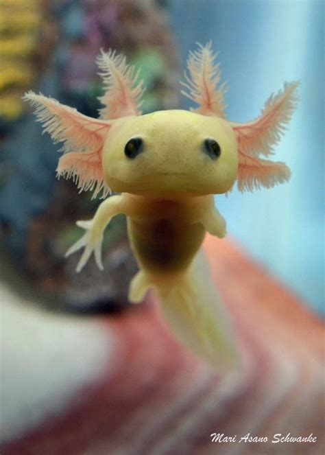 Cute Axolotl Mexican Salamander Ifttt2dksqwo Animals