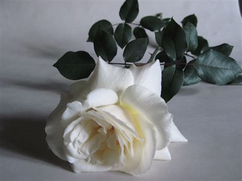 White Roses Hd Wallpapers Free White Roses Hd Wallpapers