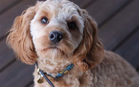 Cavapoo Dog Breed Information Everything You Need To Know