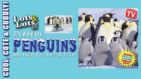 Lots And Lots Of Playful Penguins Full Show Sing Along Penguin Songs