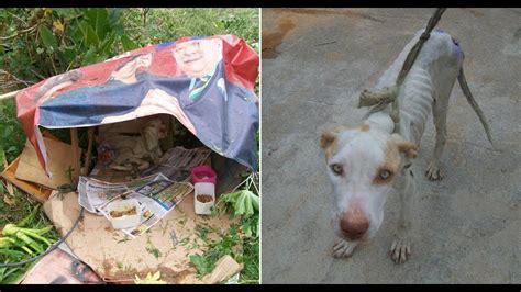 When Rescuers Found This Abandoned Dog They Were Horrified By His