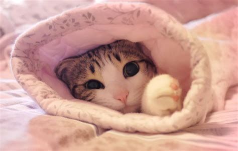 Download Kumpulan 78 Wallpaper Pink Cat Hd Hd Terbaik Background Id