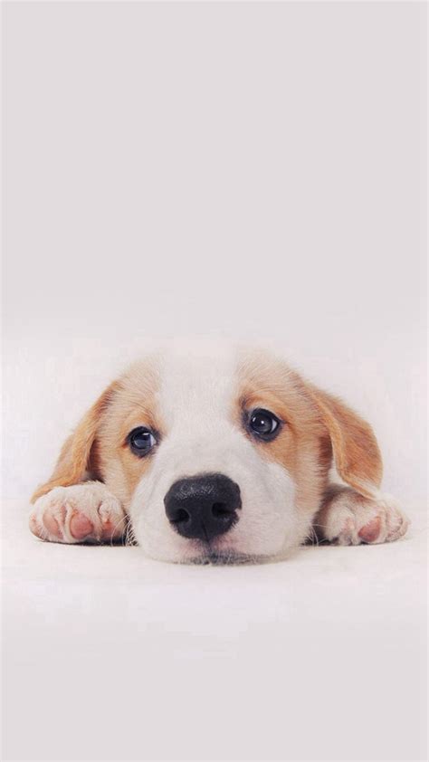 Aesthetic Puppy Wallpapers Wallpaper Cave