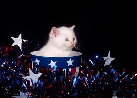 25 Patriotic Cats Celebrating The 4th Of July Pictures Cattime