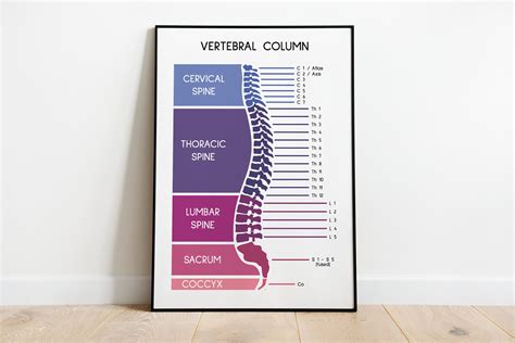 Spine Poster Spinal Column Human Spine Anatomy Art Etsy Medical