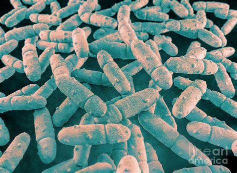 Klebsiella Pneumoniae Bacteria Photograph By Roger Harrisscience Photo