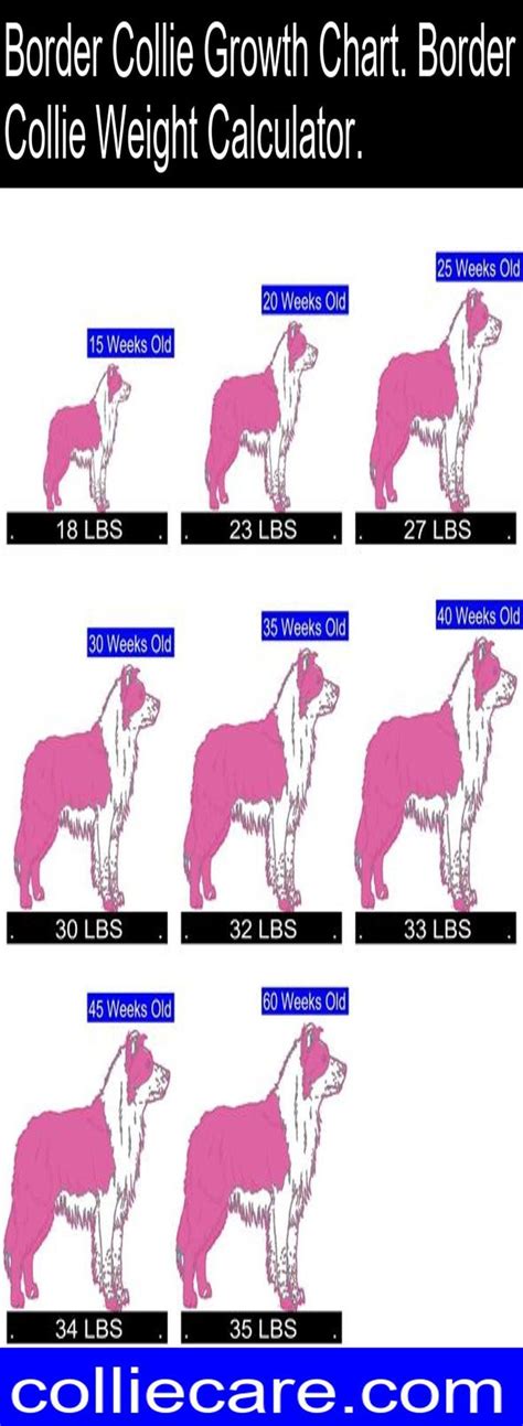 Border Collie Growth Chart Border Collie Weight Calculator Border