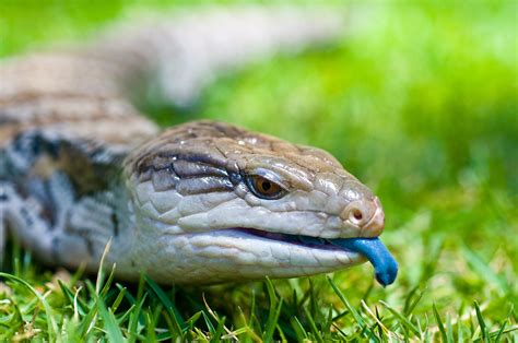 Can Blue Tongue Skinks Drop Their Tails Reptile Supply