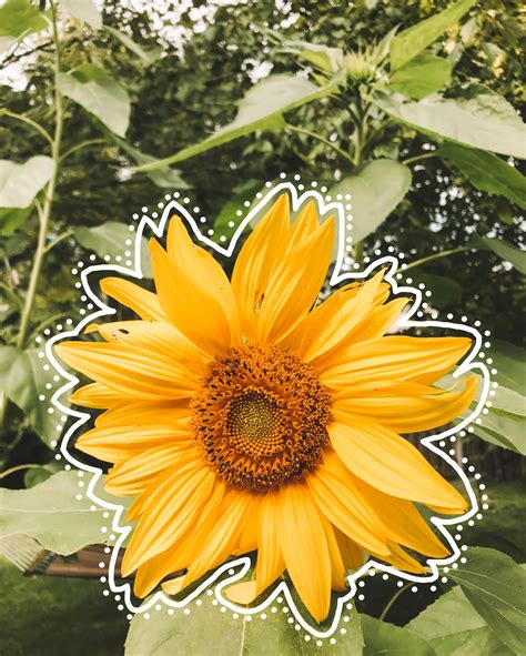 Pinterest Aesthetic Yellow Sunflower Pinterest Aesthetic Yellow Iphone