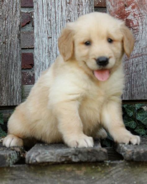 Golden retrievers are sturdy, strong, and kind, known for their adeptness at hunting and their strength of character. Golden Retriever Puppies For Sale | Spokane, WA #157167