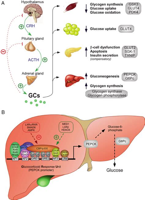 Liver Glucose Homeostasis
