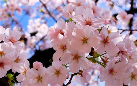 Blossoms Spring Wallpaper 2560x1600 29501