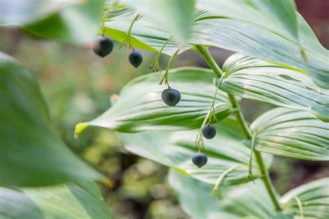 How To Grow And Care For Solomons Seal
