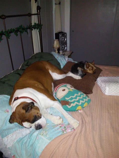 Bedtime At My House Consists Of Accomodating Trudi The Boxer And Her