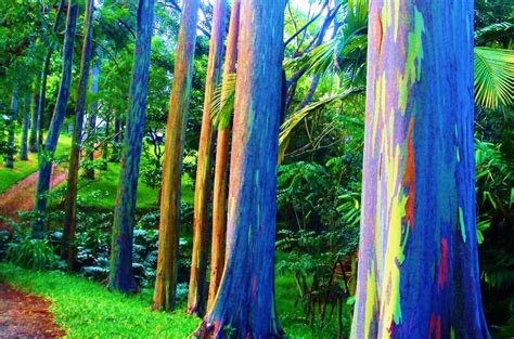 Rainbow Eucalyptus Most Amazing Tree On Earth