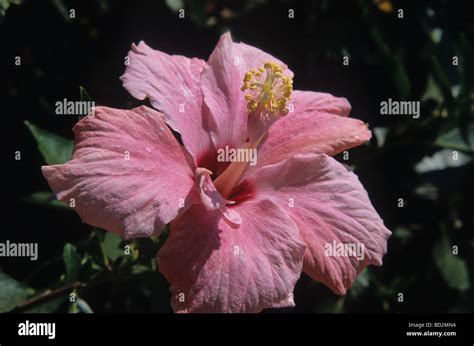 Pink Hibiscus Flowermalaysia Stock Photo Alamy