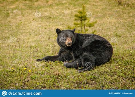 Black Bear Resting On Green Grass Beside Of Highway Stock Image Image