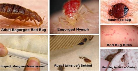 How To Find And Get Rid Of Bed Bugs In Your Home Dengarden
