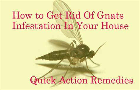 How To Kill Gnats In House