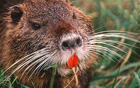 Thousands of name ideas for your water business and instant availability check. Nutria | Reduce Risks from Invasive Species Coalition