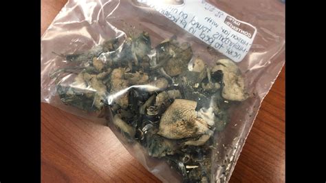 More Than 400k In Weed Psychedelic Mushrooms Other Drugs Seized In