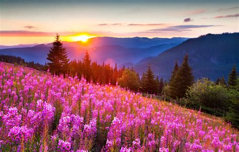 Обои лес лето свет цветы горы природа фото позитив красиво