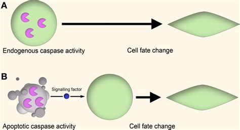 Cell Autonomous Vs Non Cell Autonomous Models Of Caspase Signaling