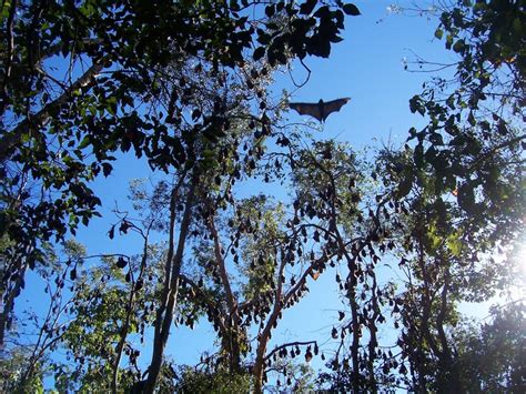 Targeting Flying Foxes A Double Barrelled Assault Wildlife
