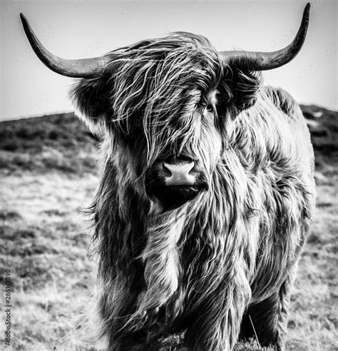 Highland Cow Black And White Stock Photo Adobe Stock