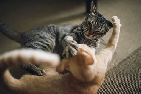 Dogs and cats do emit behavioral signs of impending aggression that are often missed or not taken seriously by their caretakers. 10 Tips to Stop Cat-To-Cat Aggression