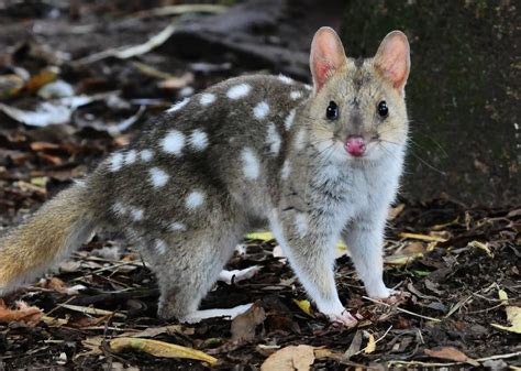 Eastern Quoll Quoll Australian Mammals Endangered Animals