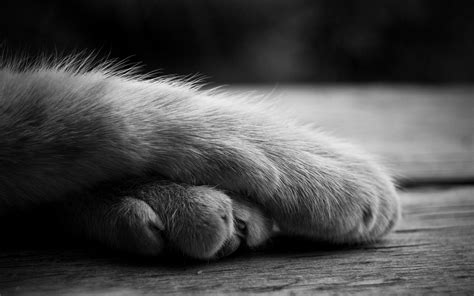 Cute Cat Paws Wallpapers Hd Desktop And Mobile Backgrounds