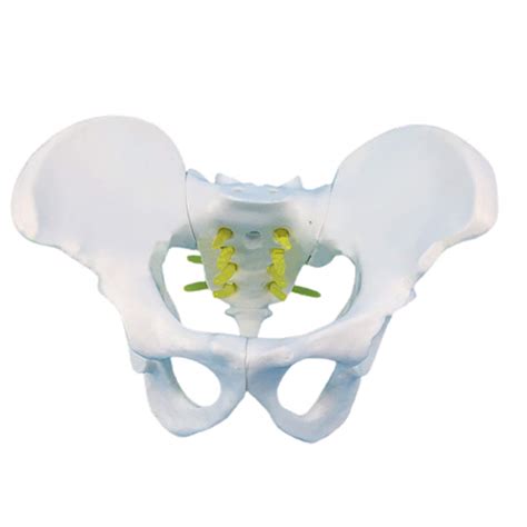 Buy Study Model Skeletal Model Of The Female Pelvis Cast From A Real