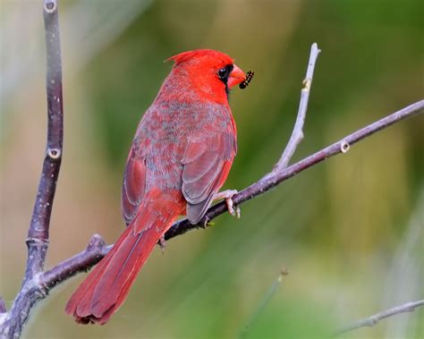 Male Northern Cardinal Cardinalis Cardinalis The Norther Flickr