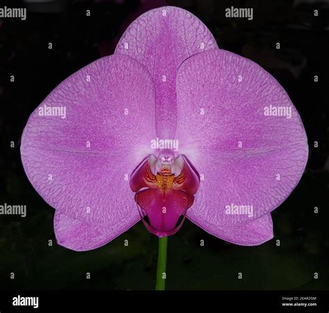 Orchideen Fotograf As E Im Genes De Alta Resoluci N Alamy