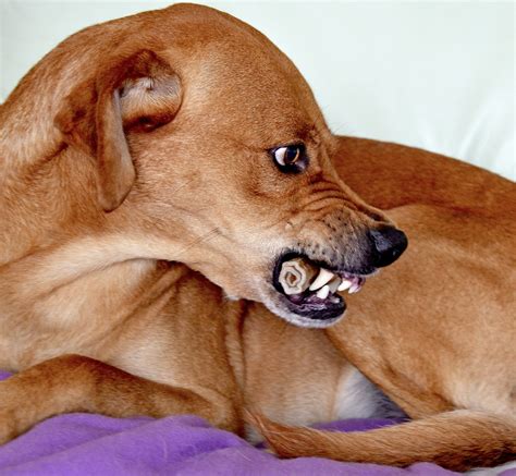 รูปภาพ ลูกสุนัข หมา สีน้ำตาล สัตว์เลี้ยงลูกด้วยนม จมูก สัตว์มี